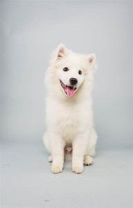 Brody (American Eskimo Dog)