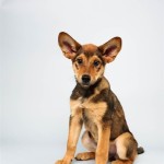 Cici (German Shepherd Mix)