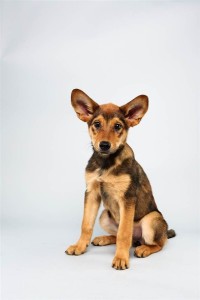 Cici (German Shepherd Mix)