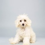 Coco (Poodle Mix)