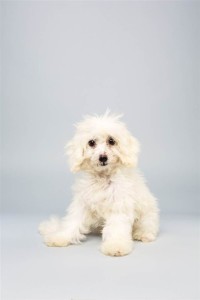 Coco (Poodle Mix)