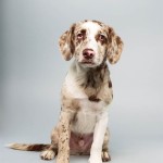 Cody (Spaniel)