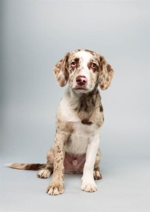 Cody (Spaniel)