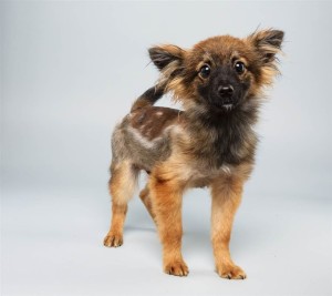 Danny (Papillon Mix)