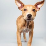 Delachaise (Pit Bull Mix)