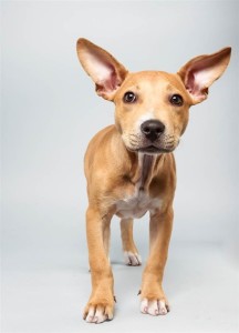 Delachaise (Pit Bull Mix)