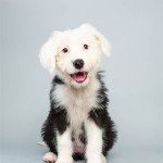 Ginger (Old English Sheep Dog)