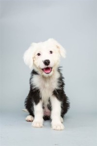 Ginger (Old English Sheep Dog)