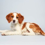 Laney (Brittany Spaniel Mix)