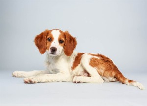 Laney (Brittany Spaniel Mix)