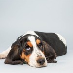 Lily (Basset Hound)