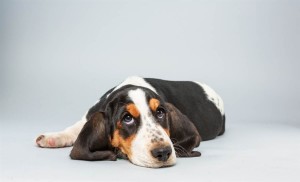 Lily (Basset Hound)