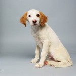 Loren (Brittany Spaniel MIx)