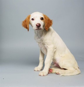 Loren (Brittany Spaniel MIx)