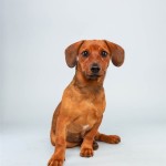 Mandy (Dachshund / Hound Mix)