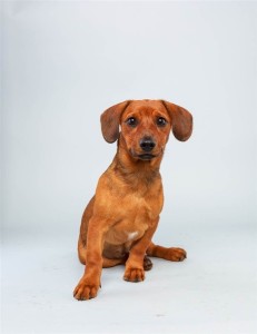 Mandy (Dachshund / Hound Mix)