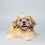 Max (Shih Tzu / Pekingese Mix)