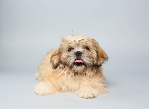 Max (Shih Tzu / Pekingese Mix)