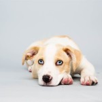 Parker (Labrador Retriever / Husky Mix)