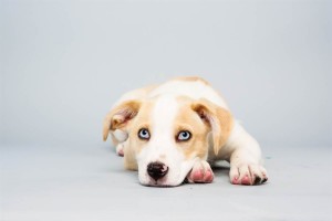 Parker (Labrador Retriever / Husky Mix)