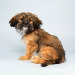 Roxy (Shih Tzu / Chihuahua Mix)