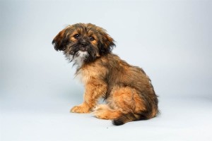 Roxy (Shih Tzu / Chihuahua Mix)