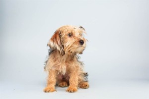 Sparky (Yorkshire Terrier)
