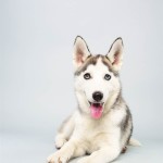 Suri (Siberian Husky)