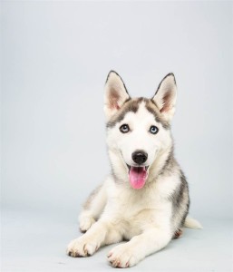 Suri (Siberian Husky)