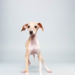 Taser (Italian Greyhound)