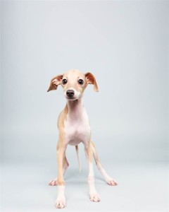 Taser (Italian Greyhound)