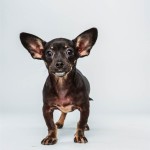 Ullie (Chihuahua / Dachshund Mix)