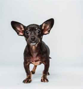 Ullie (Chihuahua / Dachshund Mix)