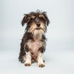 Wyatt (Terrier Mix)